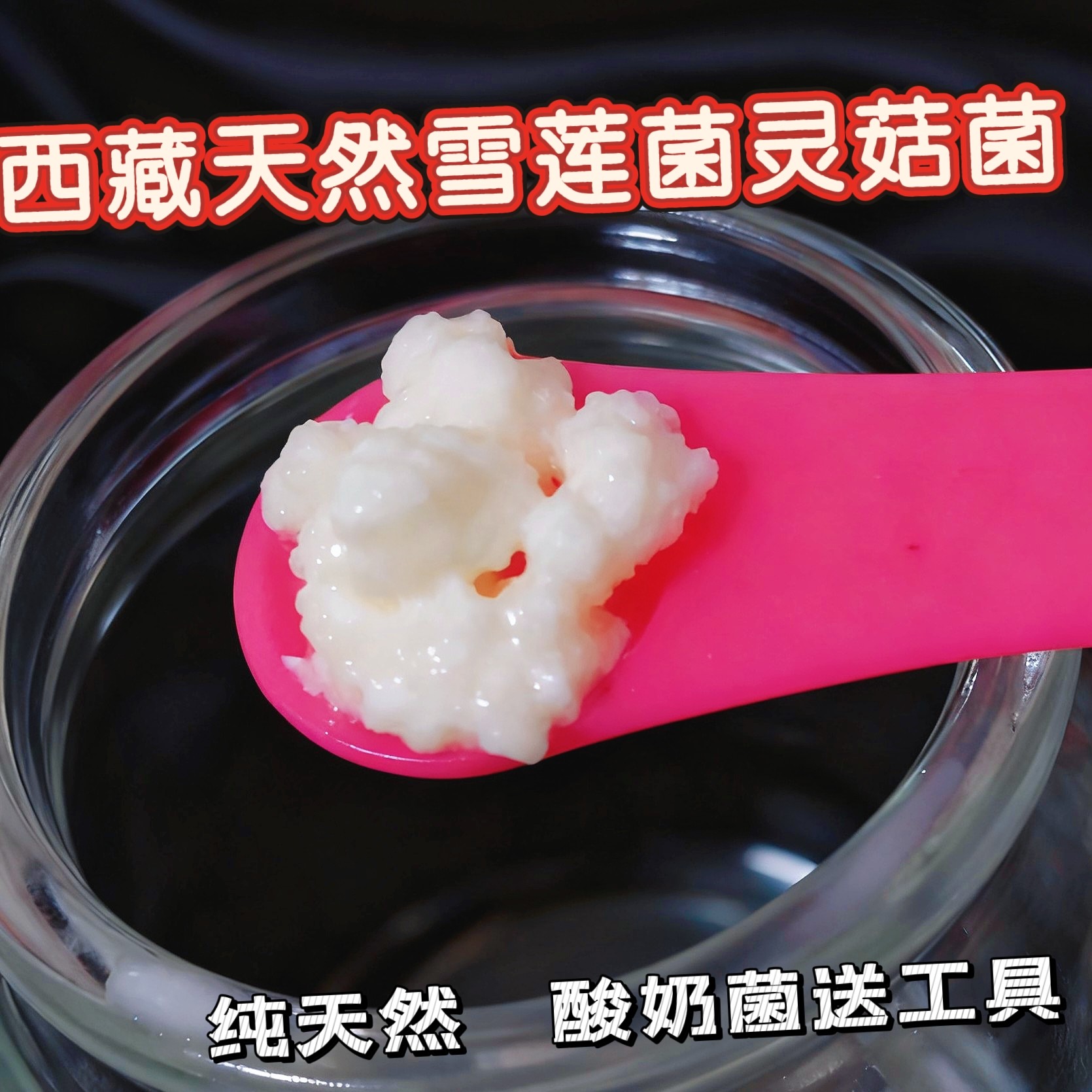 西藏菌种藏灵菇菌天山雪莲菌