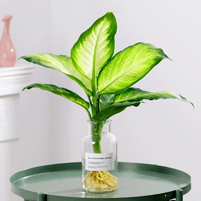 水培玛丽植物水养粉黛万年青盆栽