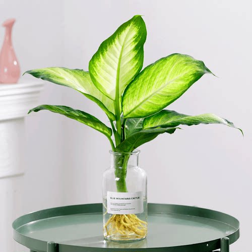 水培玛丽植物水养粉黛万年青盆栽