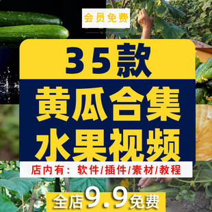 黄瓜合集有机水果大棚种植采摘农业绿色蔬菜视频高清实拍素材剪辑