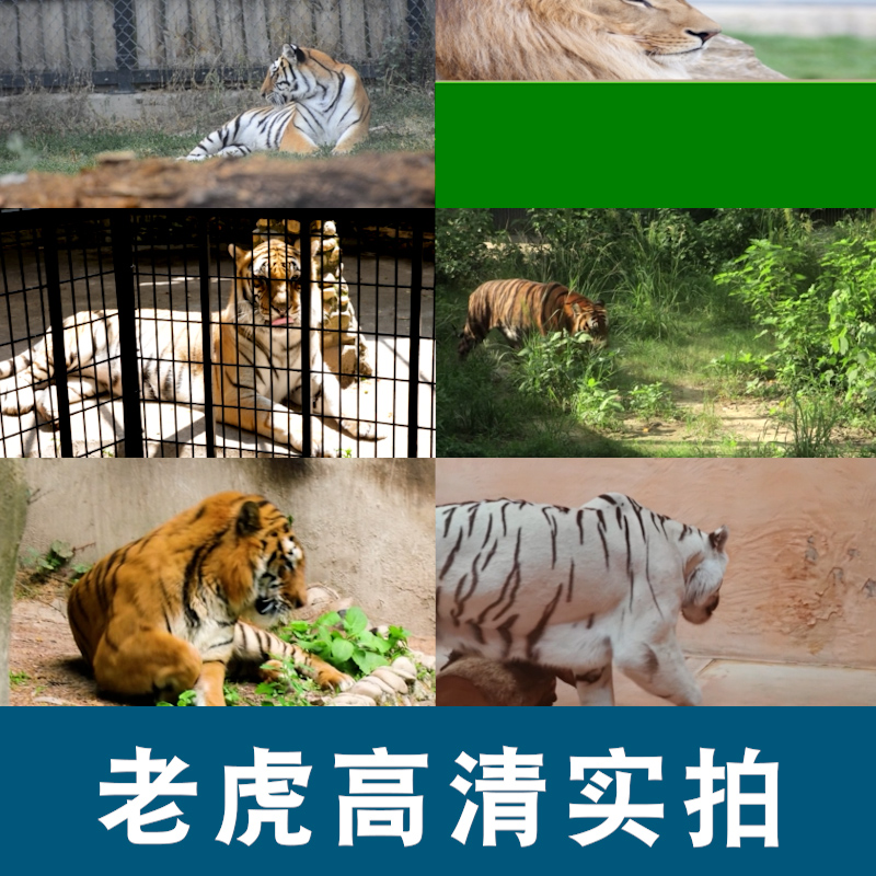 老虎东北虎野生动物园丛林猛兽特写短视频自媒体高清实拍素材剪辑