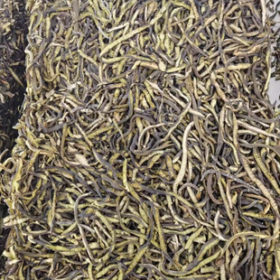 厂家直销海茸30斤干货无盐海产品海笋凉拌菜批发素食