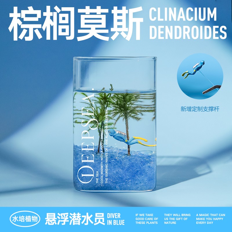 棕榈莫斯创意桌面水培绿植摆件