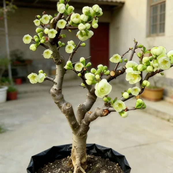 原生海棠绿宝石老桩 以直播间讲解为准,鲜花速递/花卉仿真/绿植园艺,大型绿植/成品组合盆栽,淘宝优惠券,粉丝福利购,淘宝优惠卷