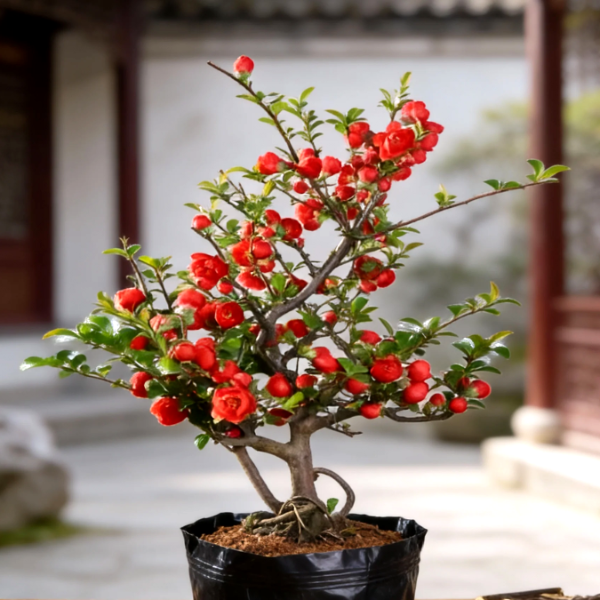 原生海棠长寿冠老桩 海棠花开 一物一拍,鲜花速递/花卉仿真/绿植园艺,大型绿植/成品组合盆栽,淘宝优惠券,粉丝福利购,淘宝优惠卷