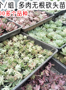 50颗/组 可自选 高品质多肉植物无根砍头苗种苗小苗紫乐贵货 好养