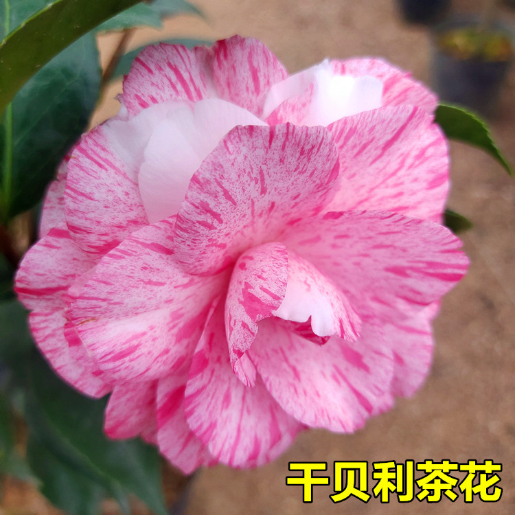 干贝利茶花阳台庭园年底开花