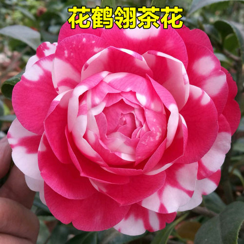 树苗四季盆栽稀缺山茶花