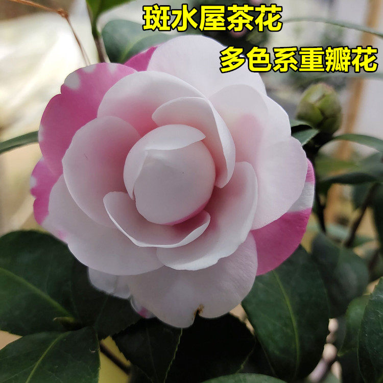斑水屋茶花盆栽树苗精品粗壮嫁接苗稀有品种复色花福建龙岩顺丰卉