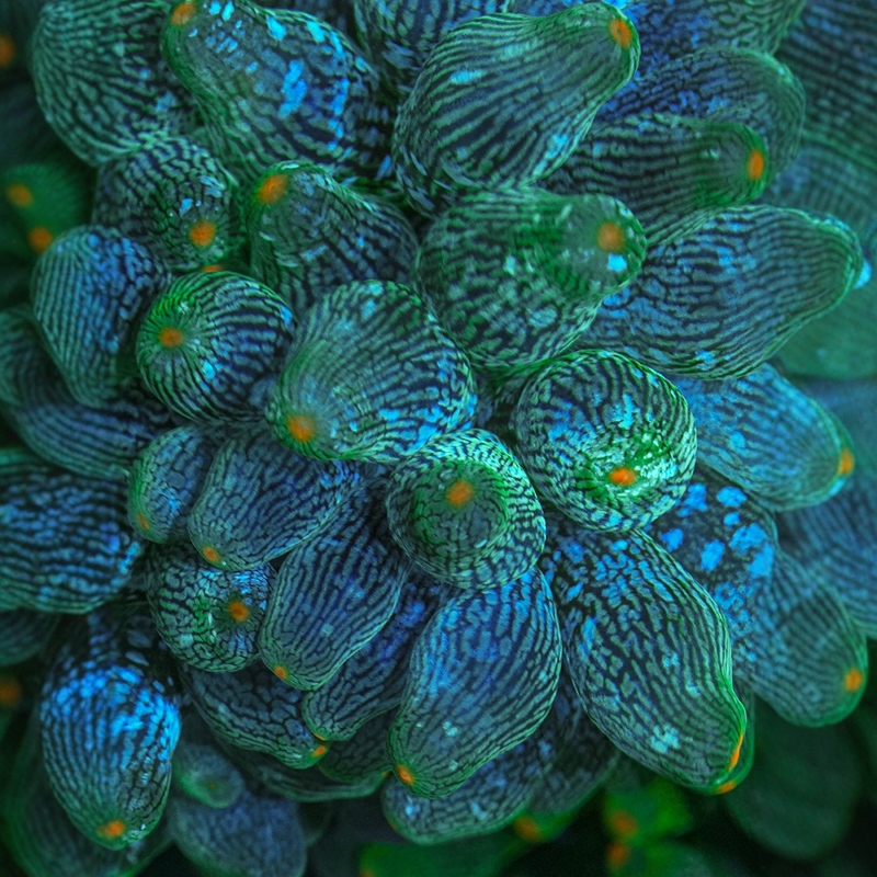 奶嘴海葵海缸造景软体珊瑚小丑鱼