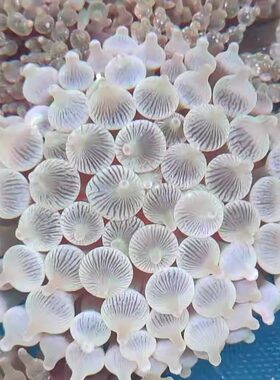 共生伴侣奶嘴海葵无肉厚好养