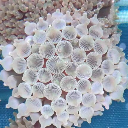 奶嘴海葵海缸水族软体LPS珊瑚海葵好养小丑鱼共生伴侣雪花活体