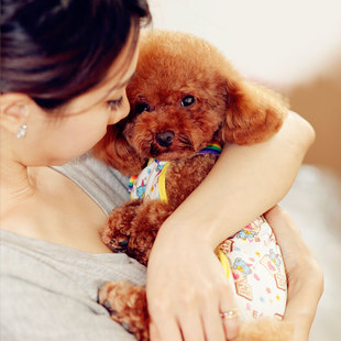 小狗狗生理裤泰迪防骚扰卫生安全裤头小型犬猫咪姨妈月经