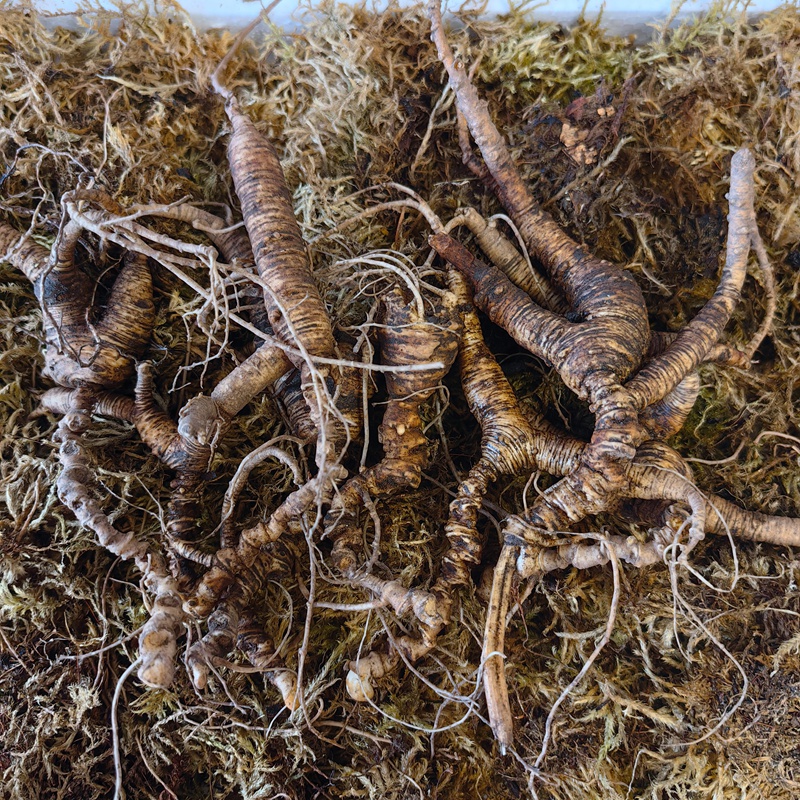 野人参放山参籽参老参