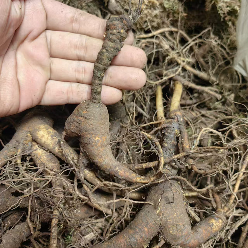 多款长白山人参老池底参池床参放山货籽参老山参林下参新鲜绣残参