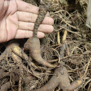 多款长白山人参老池底参池床参放山货籽参老山参林下参新鲜绣残参