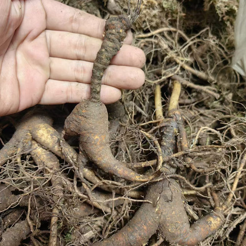 多款长白山人参老池底参池床参放山货籽参老山参林下参新鲜绣残参