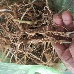 东北长白山人参放山货老池底参飞籽参老人参无绣老参人参