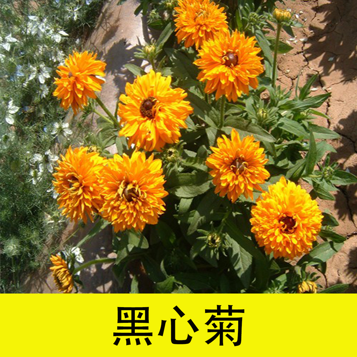 【黑心菊】室外绿化花卉多年生观花植物种子耐旱耐寒庭院阳台开花