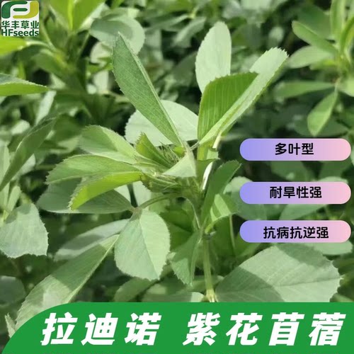 拉迪诺-紫花苜蓿种子直立多叶