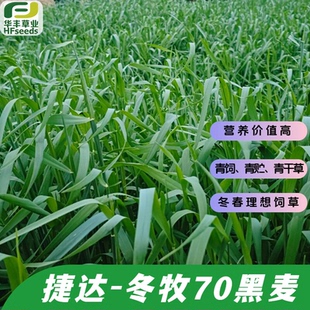 捷达冬牧70黑麦种子 营养价值高 青贮青饲青干草多种利用冬春饲草