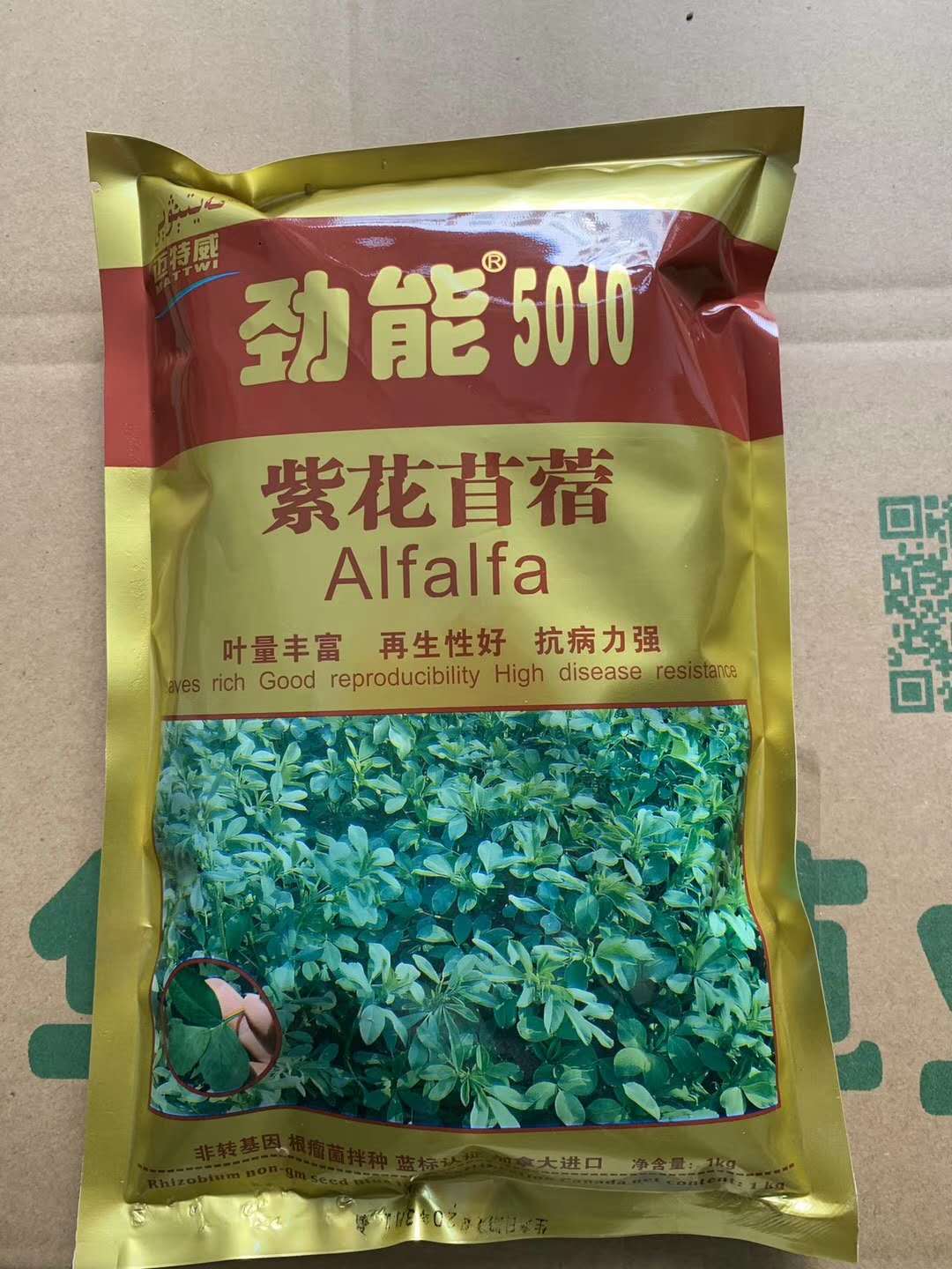 【紫花苜蓿--劲能5010】多叶高亢丰产型牧草种子鲜草牛羊等家畜