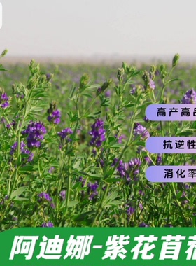 阿迪娜紫花苜蓿种子进口高产高品质 抗逆性强 消化率高