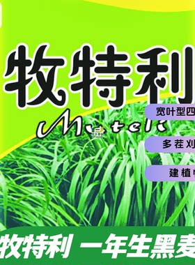 牧特利一年生黑麦草种子