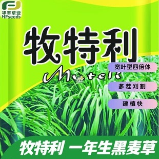 牧特利一年生黑麦草种子 建植快 宽叶型四倍体 多茬刈割