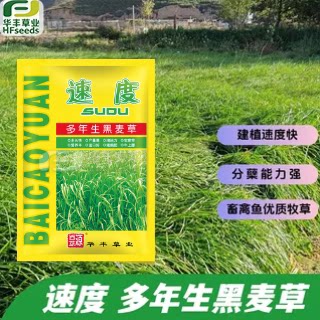 速度多年生黑麦草迅速覆盖地面
