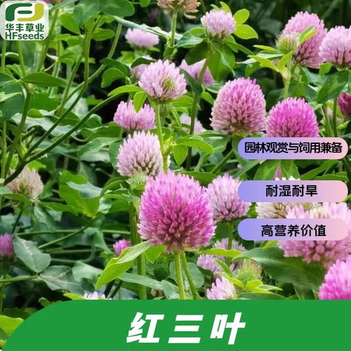 红三叶草种子园林观赏与饲用