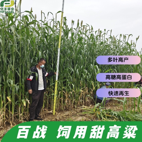 百战甜高粱种子多叶晚熟高产