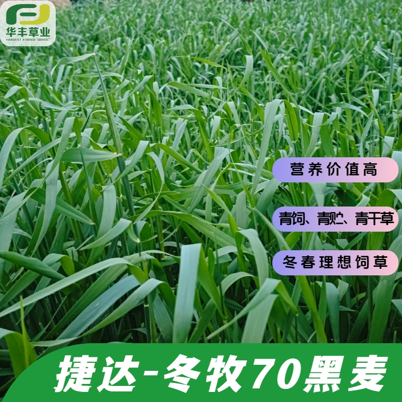 捷达冬牧70黑麦种子茎叶嫩营养高