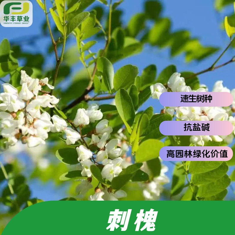 刺槐种子速生树种高园林绿化