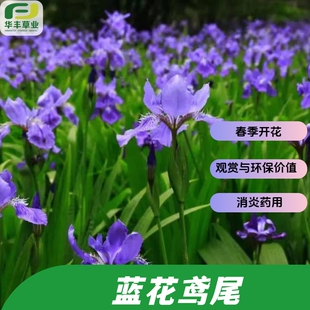 蓝花鸢尾根茎 多年生草本植物 消炎药用 适应多土壤 春季开花