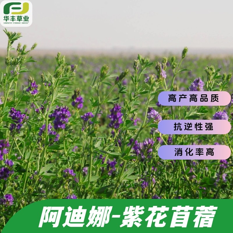 阿迪娜紫花苜蓿种子进口高品质