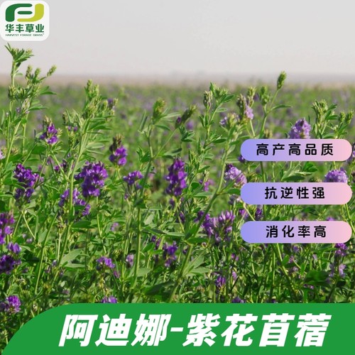 阿迪娜紫花苜蓿种子进口高品质