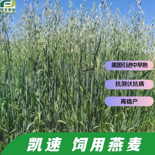 凯速饲用燕麦种子中早熟高产稳产