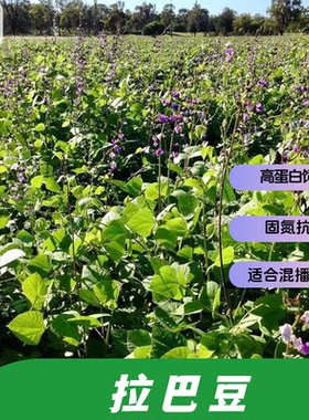 拉巴豆种子固氮抗旱高蛋白饲草