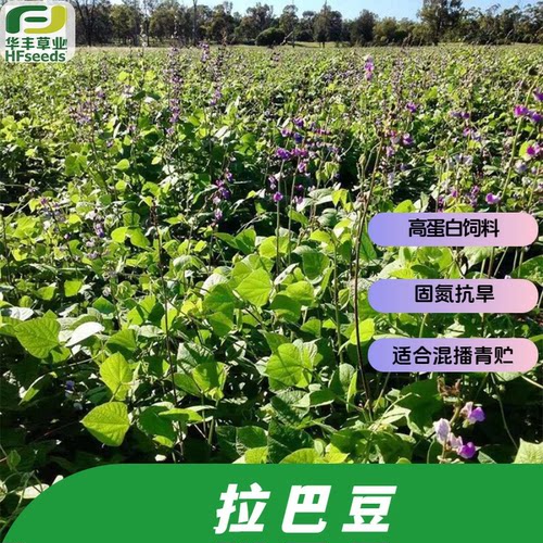 拉巴豆种子固氮抗旱高蛋白饲草