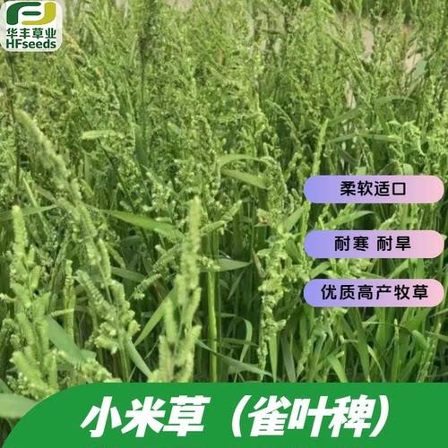 小米草雀叶稗种子对土壤要求不严