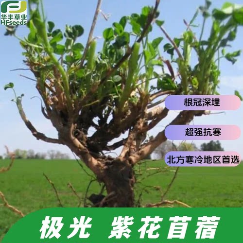 极光紫花苜蓿耐寒根颈入土深
