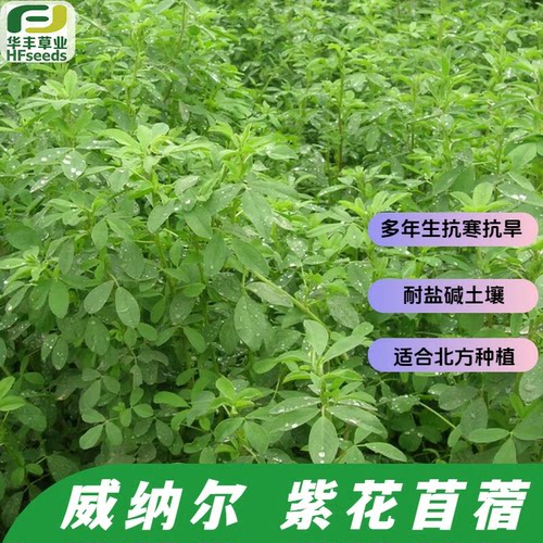 威纳尔紫花苜蓿抗寒抗旱耐盐碱