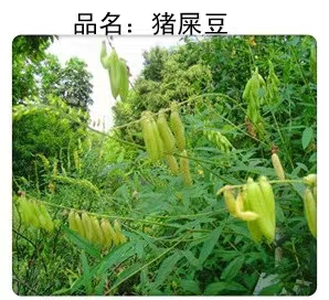 【猪屎豆】白猪屎豆耐旱耐瘠薄绿化床地堤岸边边坡均可