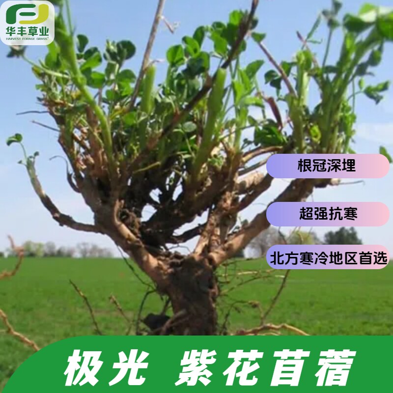 极光紫花苜蓿耐寒根颈入土深