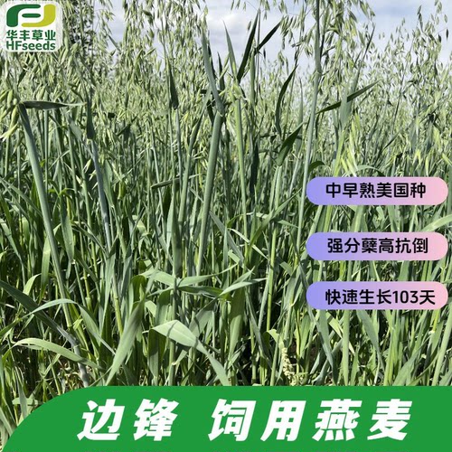 边锋燕麦种子-分蘖多抗倒伏