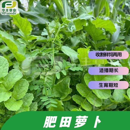 肥田萝卜种子绿肥破除土壤板结