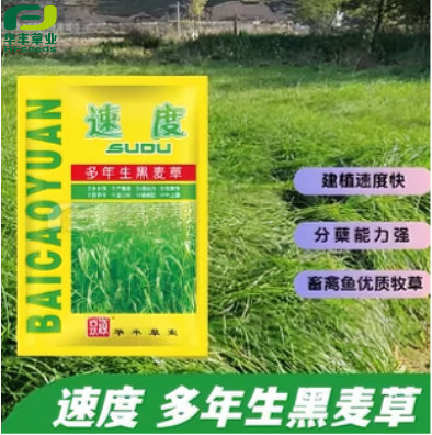 速度多年生黑麦草迅速覆盖地面