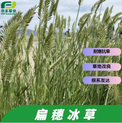扁穗冰草种子耐寒抗旱草地改良