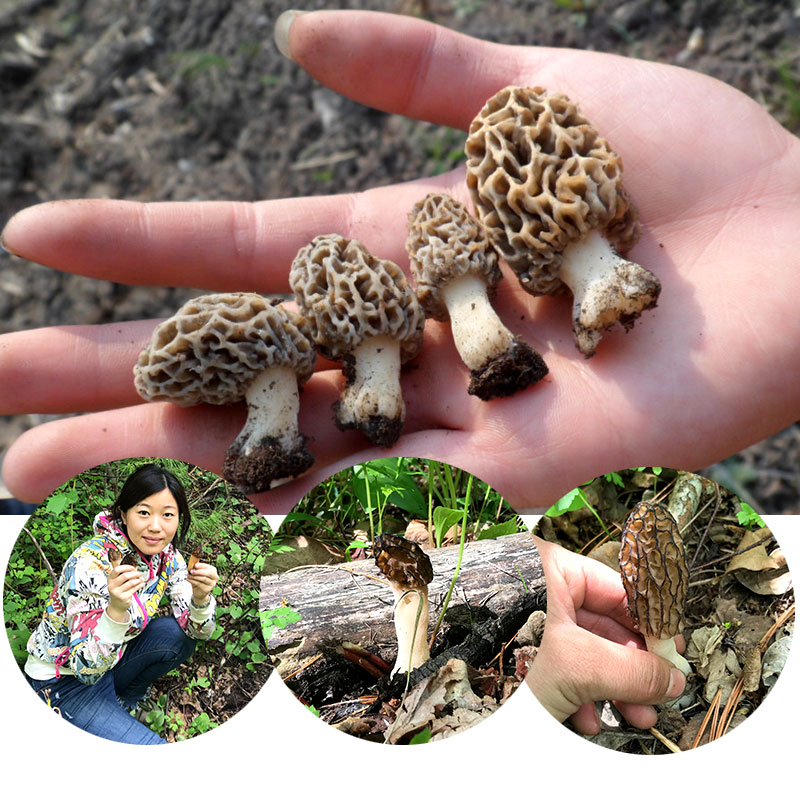 春季新货长白山纯野生羊肚菌